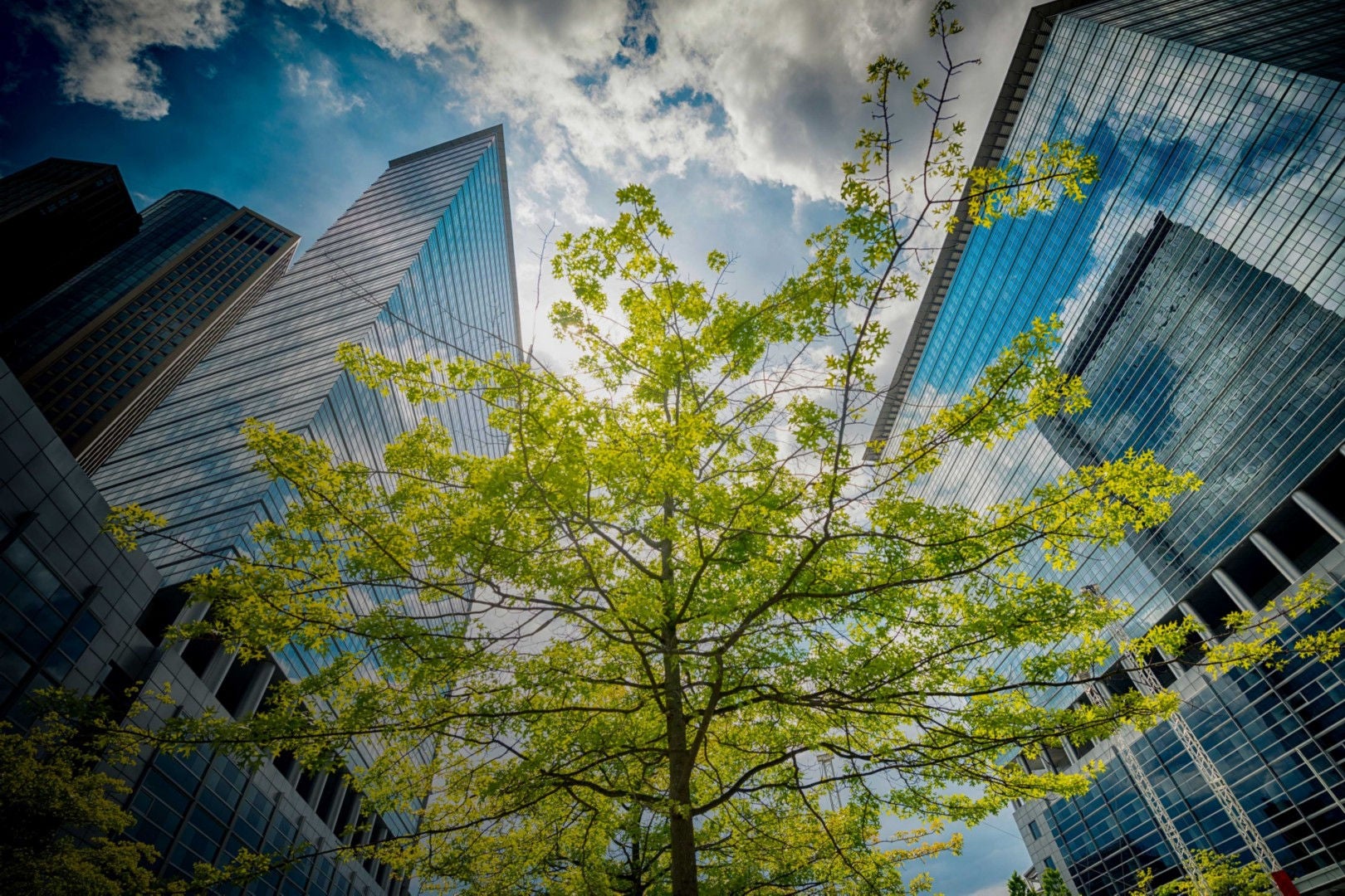 ey-trees-between-modern-office-building-in-spring