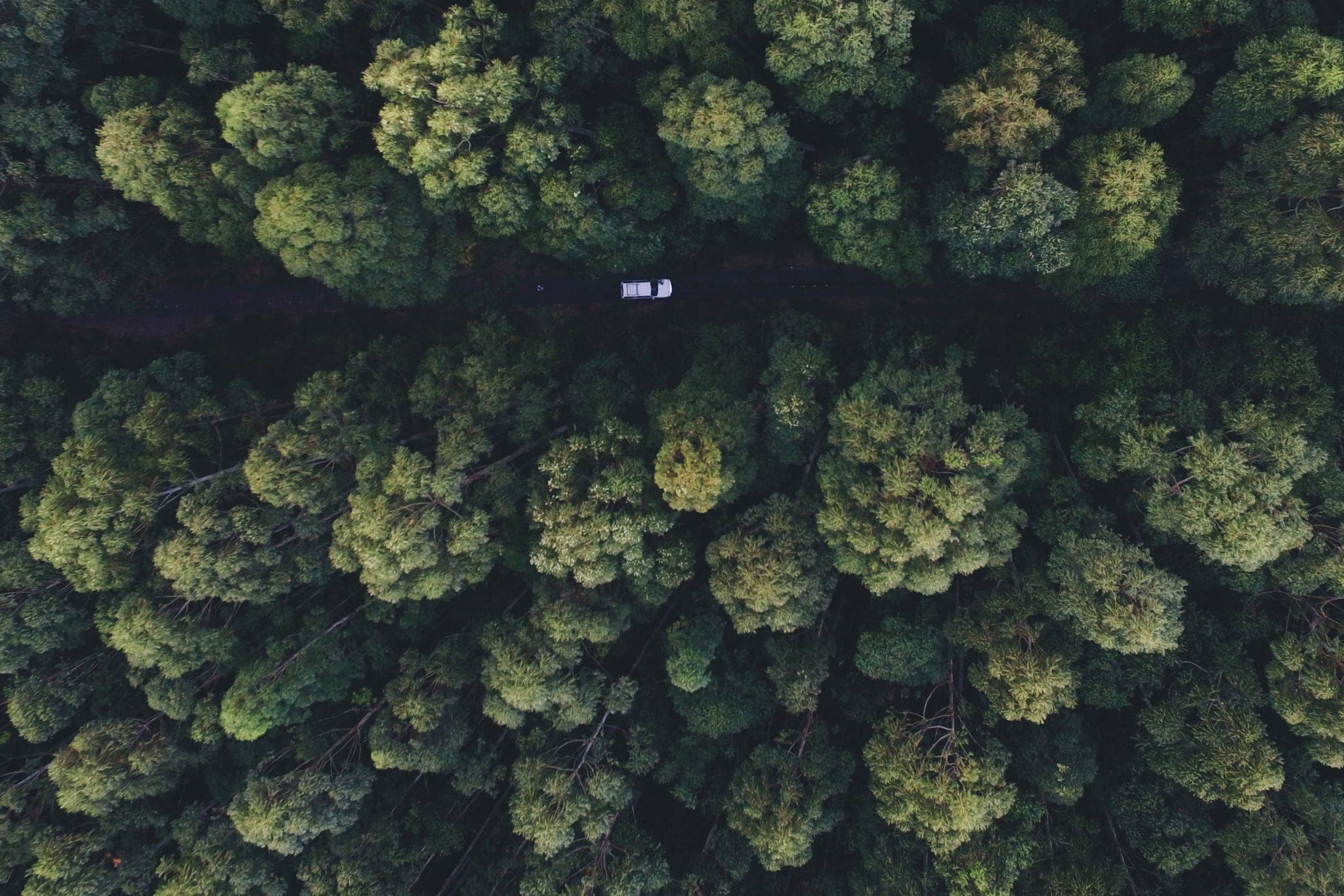 Aerial view of road passing through forest