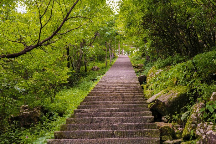 Stairs leading upwards in forest